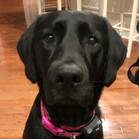 Meet your Posher, Dana - Picture 1 of 1